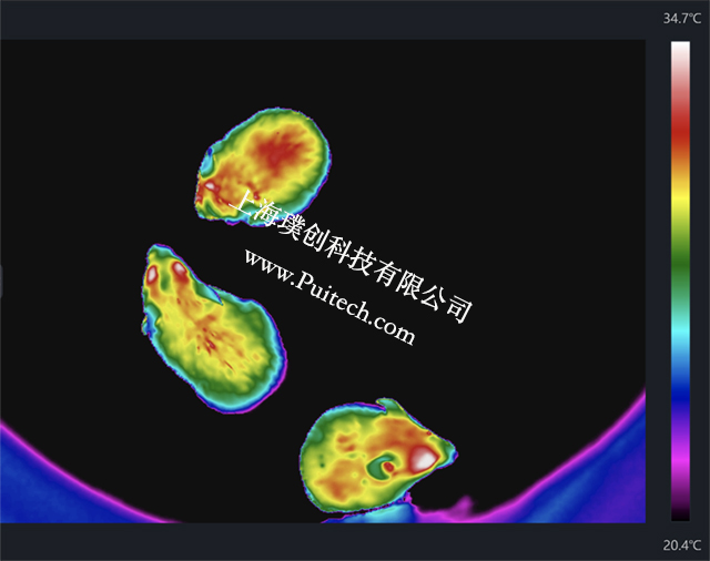 海康微影紅外熱成像技術(shù)對實(shí)驗(yàn)小鼠進(jìn)行科研觀測